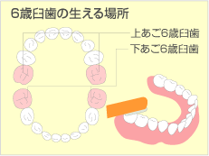 6付臼歯の生える場所