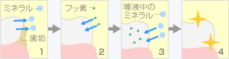 フッ素の効果